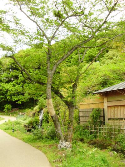 ☆癒し☆心の浄化旅行＠伊豆　八幡野温泉郷　【編集中】
