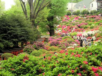 東京散歩（１１）根津神社　～つつじ祭～