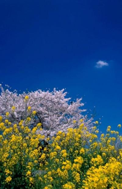 桜と湖沼にある日本唯一の有人島”沖島”
