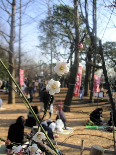 東京散歩（８）羽根木公園　～梅まつり～