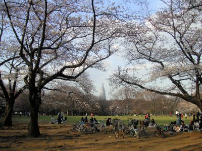 東京散歩（９）代々木公園　～桜～