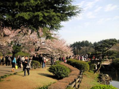 東京散歩（１０）新宿御苑　～桜～