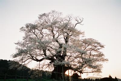 真庭市　醍醐桜