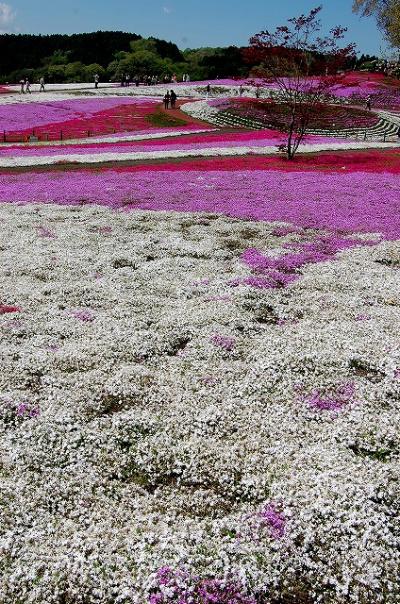 バスツアーで、みさと芝桜といちご狩りの旅♪