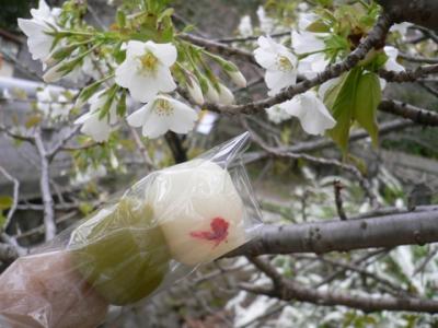 主婦でも～京都ひとり旅