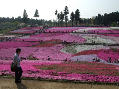 鉢形城～長瀞ラインくだり～羊山公園　埼玉周遊