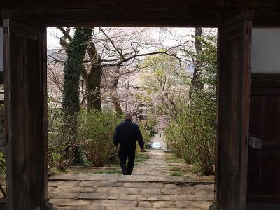 桜紀行　みちのく仙台ー３　資福寺