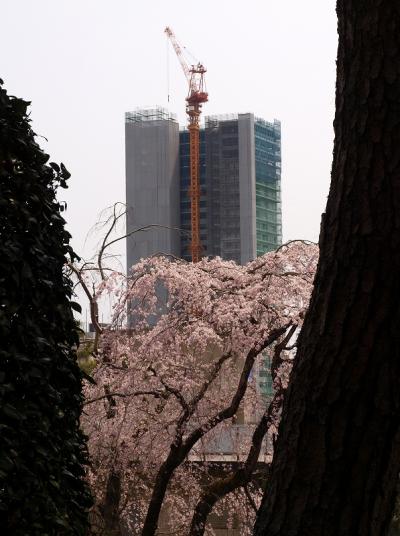 桜紀行　みちのく仙台　最終編　青葉神社　東昌寺