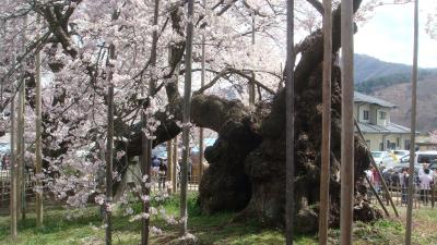 山高神代桜