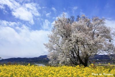 菜の花と桜、千曲川、斑尾山。。菜の花公園は唱歌「ふるさと」、「おぼろ月夜」に歌われた地。/長野県飯山市～野沢温泉村、「いいやま菜の花まつり」