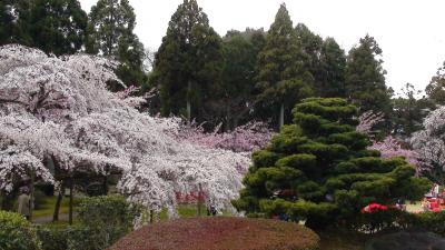 桜100選京都編（醍醐寺）