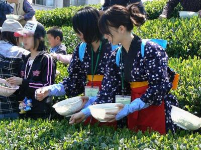 茶摘みフェスタ in 狭山