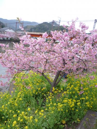 河津桜を見に行こうの巻