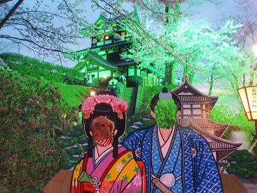 高田公園・満開の夜桜♪