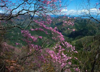 山肌を彩るヤシオつつじ咲く三ッ岩岳を登る。