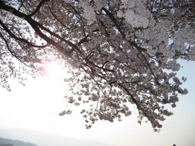 飛鳥の桜