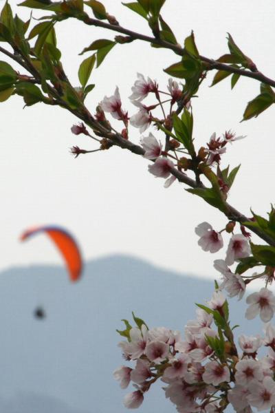 ひとり旅 ［506] 神ノ倉山公園?＜さくらまつり＆パラグライダ−＞広島市安佐北区