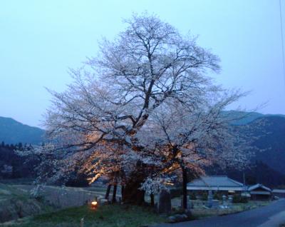 樹齢650年　尾所（おそ）の大桜