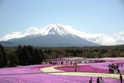 「富士芝桜まつり」を見てきました