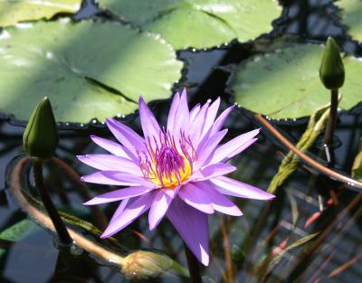 水生植物公園　みずの森　　