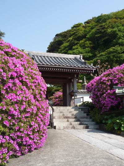 花の鎌倉とフレンチトーストの江ノ島の巻