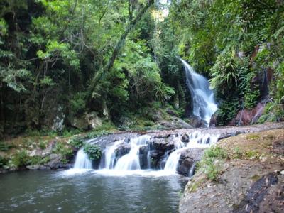 Gold Coast Hinterland Great Walk-1 Box Forest編