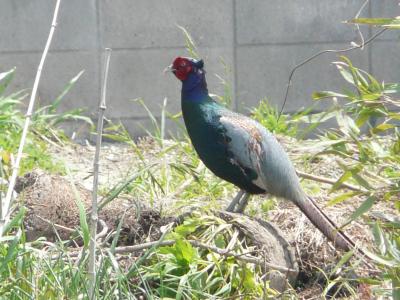 家の近くに国鳥の雉が・・・・・・・・。