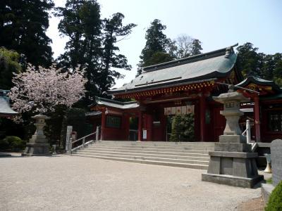 塩竈桜　（天然記念物）　満開！！　その１　志波彦神社