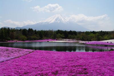 雄大な富士山と爛漫と咲く芝桜の絨毯～そして河口湖散策