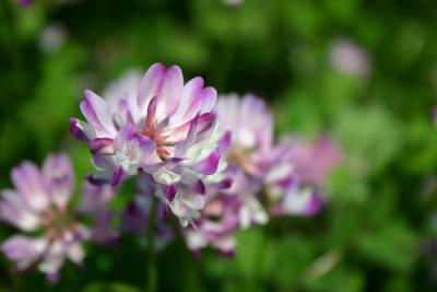 神崎レンゲの花ハイキング2009