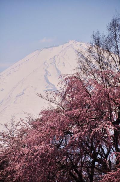心広い富士ビューホテルから満開のしだれ桜と富士の眺め