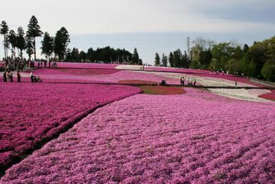 羊山公園　芝桜