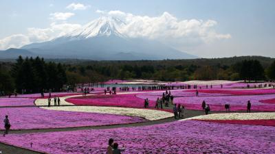 芝桜 富士をピンクに 染めにけり！