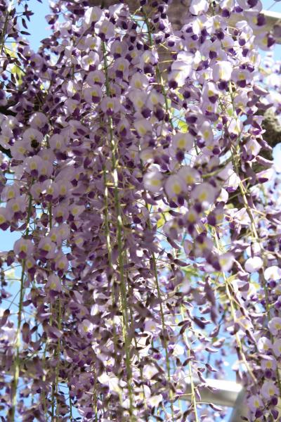 09’ＧＷ-Ver1桜散った後の「さくらの里」と「林泉禅寺」の藤を愛でてみる～