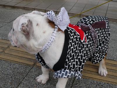 2009年5月　小田原お城祭りにＢ様来る