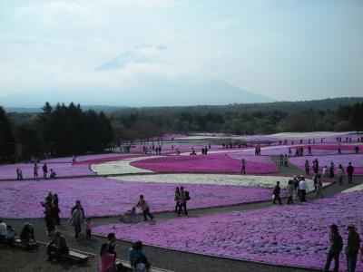 富士芝桜まつり
