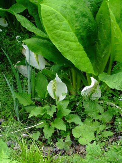 仙台・登米の旅　No２　　青葉山の東北大学植物園を訪ねて