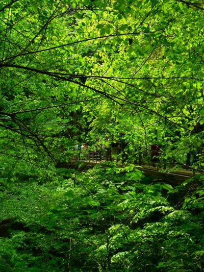 円蔵散歩in高尾山