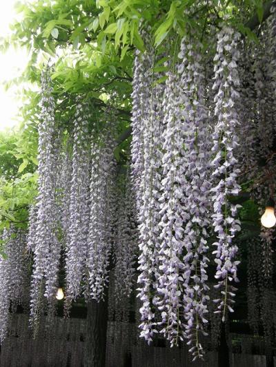 09　花巡り・・・?ＧＷ騎西町玉敷神社の大藤を見に