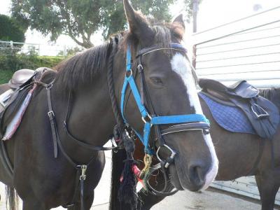 2009NewZealand旅行記