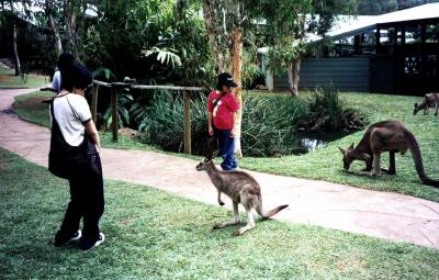 1999オーストラリア・ケアンズ親子旅行記