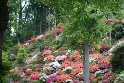 安近短?御岳山と海禅寺のつつじ　編集中