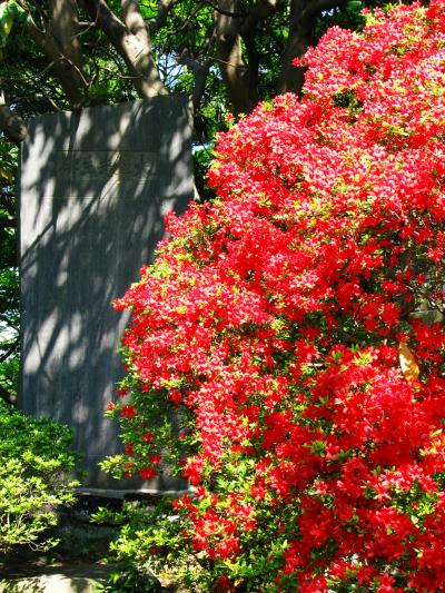 清水公園・ツツジ祭りの始まり　☆ヤエキリシマ・花車も咲き誇り