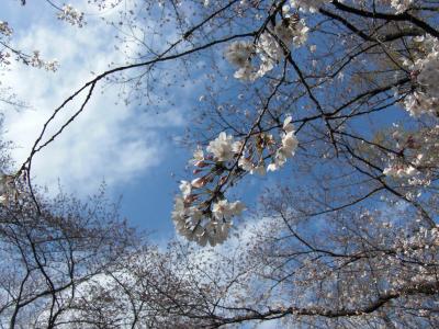 春の別所沼散策−桜はまだかな？