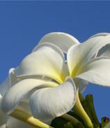 ハワイ島&オアフ島6日間の旅