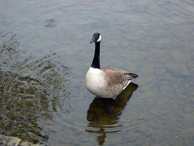 イギリスハイライト8日間:3日目①(ウィンダミア湖遊覧→ヒルトップ)