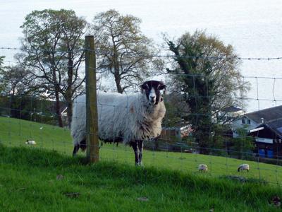 イギリスハイライト8日間:3日目②(ダヴ・コテージ→グラスミア)