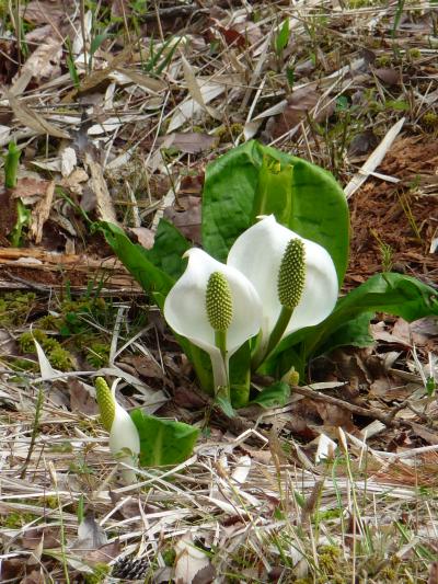 2009年季節の花だより◆ミズバショウ自生の南西限の地 （兵庫県養父市）