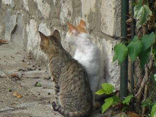 クロアチアの動物たち