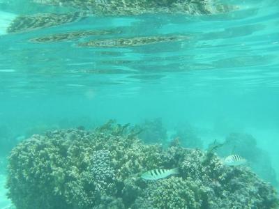 オトコのタヒチひとり旅・その3（モーレア島日帰りツアー・後編）